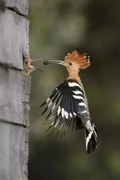 1496911754720997.jpg 655.jpg