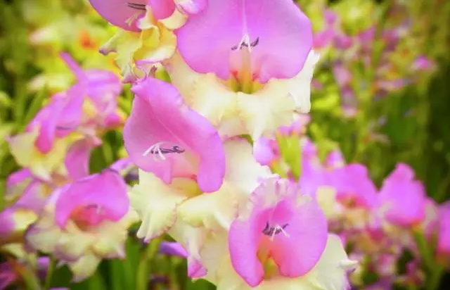 1501814462124318.png QQ圖片20170804103806.png