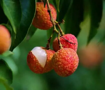 1529898810100311.jpg QQ圖片20180625110821.jpg