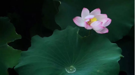 1533609505117519.png QQ圖片20180807100413.png