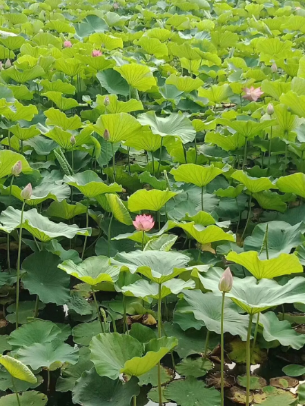 1533609565424422.png QQ圖片20180807100534.png