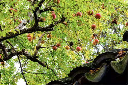 1537323278673963.png QQ圖片20180919095138.png