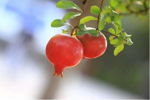 1537323298995411.png QQ圖片20180919095216.png