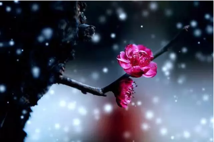 1545359814521286.png QQ圖片20181221101232.png