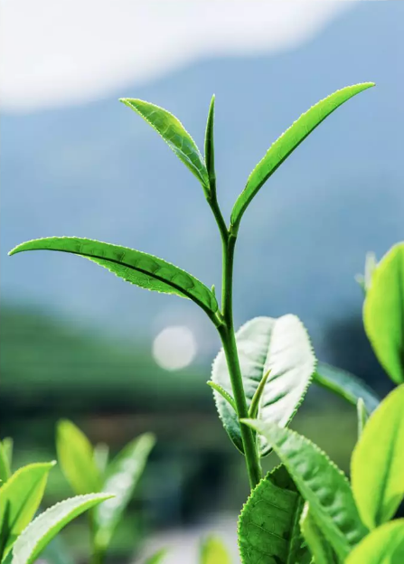 1552633875139978.png QQ圖片20190315144936.png