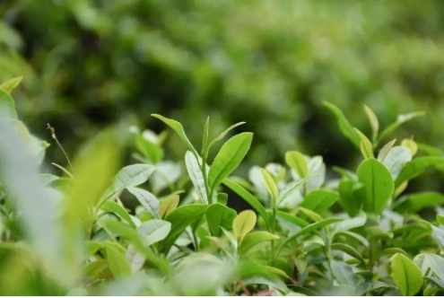 1552633944607953.png QQ圖片20190315145243.png