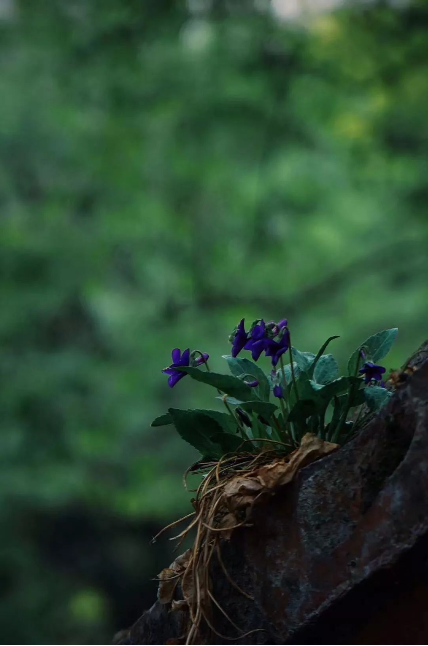 1560997796361854.png QQ圖片20190620094456.png