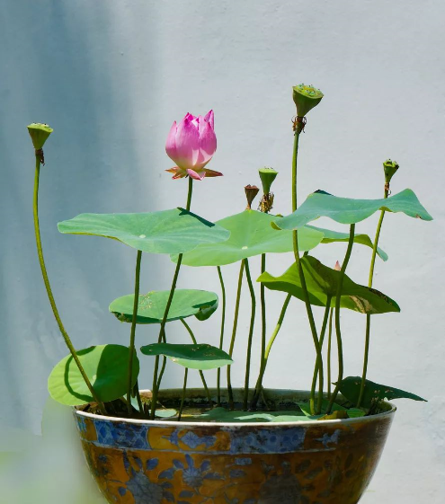 1561513055438020.png QQ圖片20190626090644.png