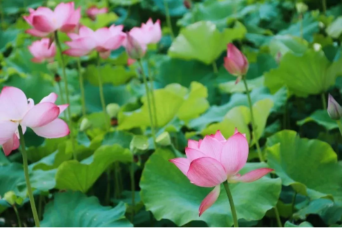 1561513097137835.png QQ圖片20190626090743.png