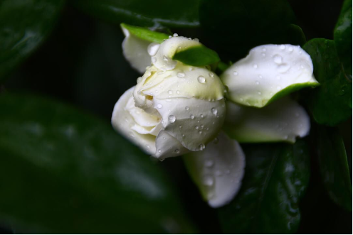 1562747533910767.png QQ圖片20190710161339.png