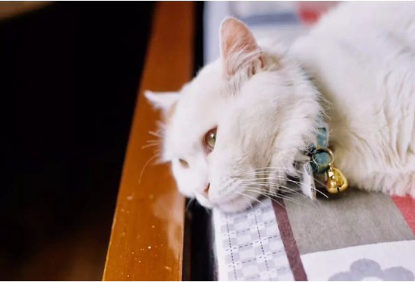 1565837955315121.png QQ圖片20190815104549.png