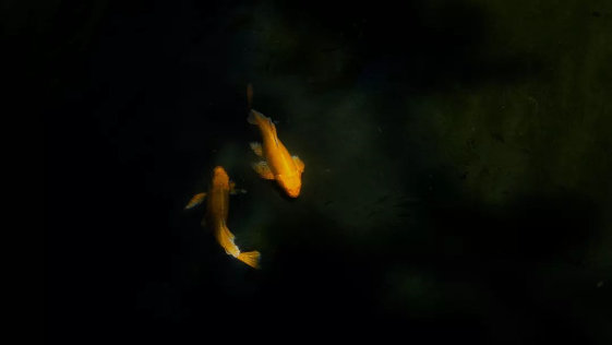 1565943209130984.png QQ圖片20190816155217.png