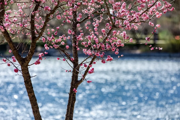 1585794007715145.png QQ圖片20200401153543.png