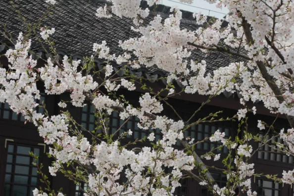 1585794056106563.png QQ圖片20200401161053.png