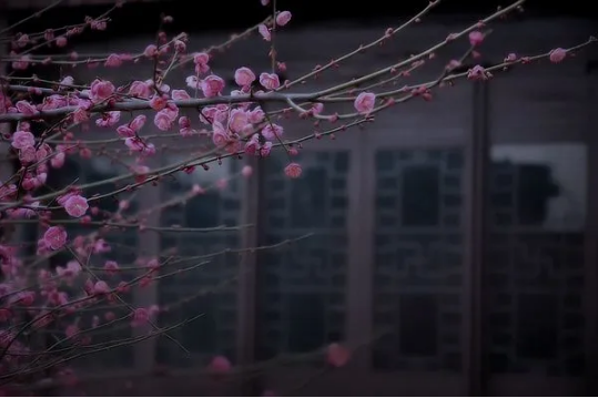 1585794111331732.png QQ圖片20200401161212.png