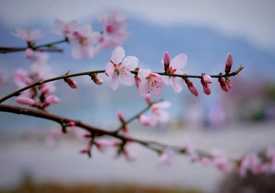 1585794274100397.png QQ圖片20200401161556.png