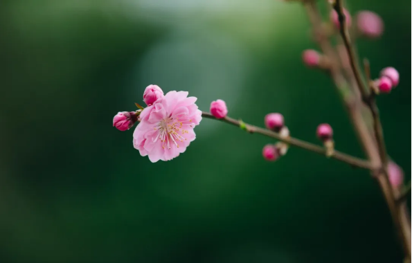 1585794300127602.png QQ圖片20200401161747.png