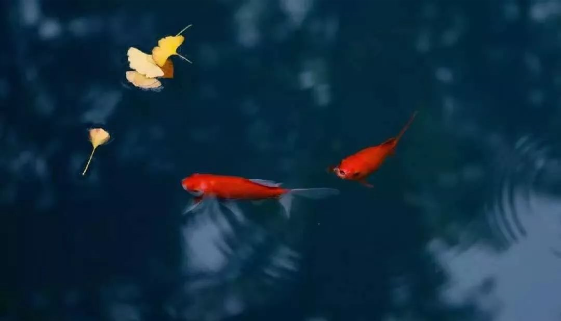 1590026166109438.png QQ圖片20200521092010.png