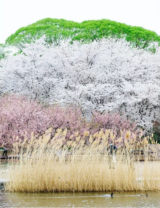 1591854790848715.png QQ圖片20200611103913.png