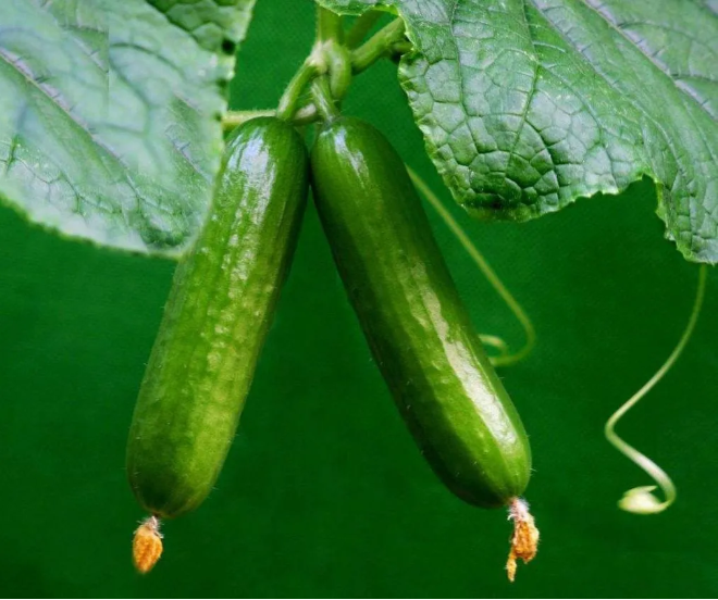 1604989774745396.png QQ圖片20201110140320.png