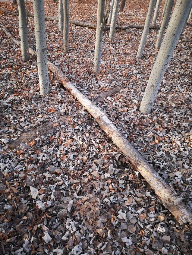 1608105010409232.png QQ圖片20201216144932.png