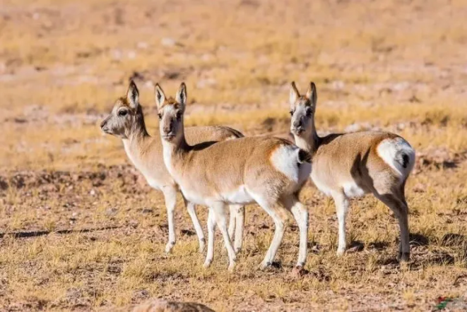 1608105248136307.png QQ圖片20201216145011.png