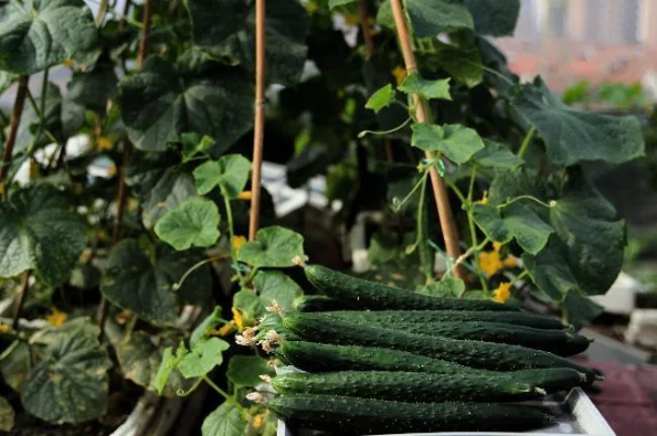 1614132906770182.png QQ圖片20210224094222.png