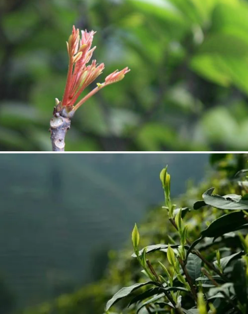 1615357358130773.png QQ圖片20210310140240.png