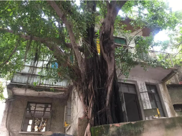 1628494612170104.png QQ圖片20210809143636.png