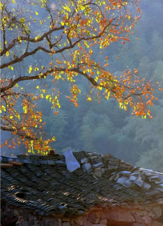 1636697444126186.png QQ圖片20211112135226.png