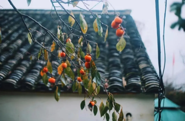 1636697491814247.png QQ圖片20211112135246.png