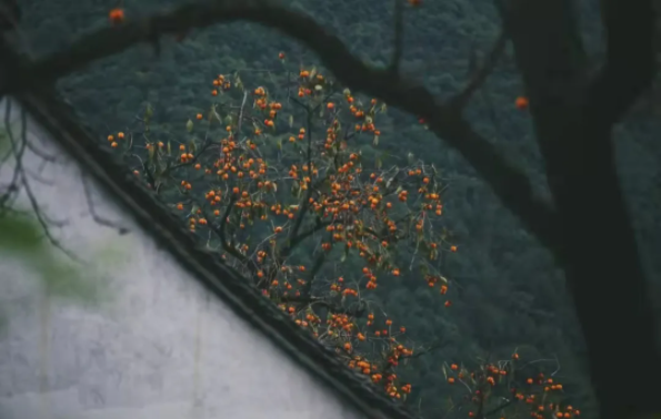 1636697666125101.png QQ圖片20211112135743.png