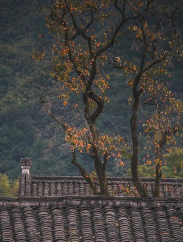 1636697676952895.png QQ圖片20211112135812.png