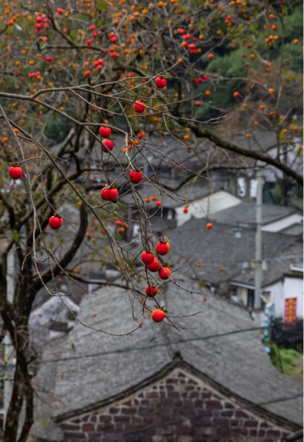 1636697716821304.png QQ圖片20211112135918.png