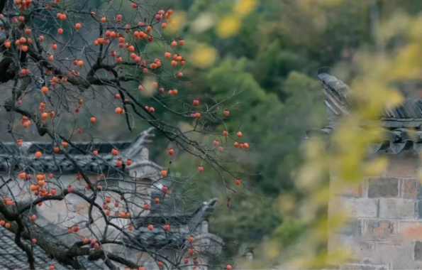 1636697778694446.png QQ圖片20211112141602.png