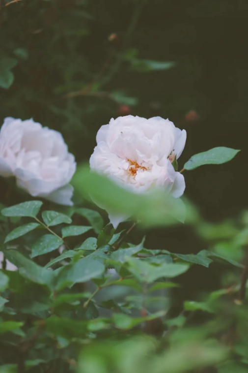 1652424204945020.png QQ圖片20220513142544.png