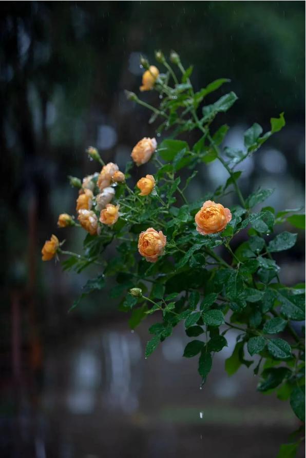 1658296645116560.png QQ圖片20220720100718.png