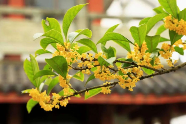 1663120754286591.png QQ圖片20220914094947.png