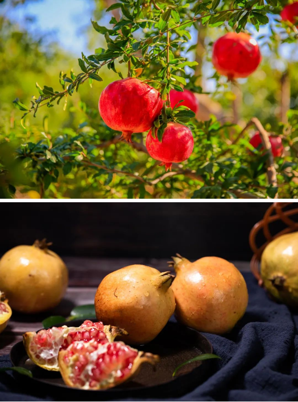 1663120852586867.png QQ圖片20220914095233.png