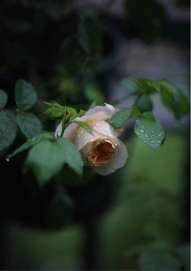 1663311402295499.png QQ圖片20220916144628.png