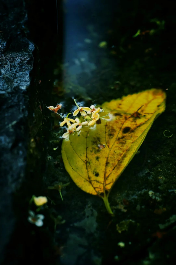 1668150372118302.png QQ圖片20221111145756.png