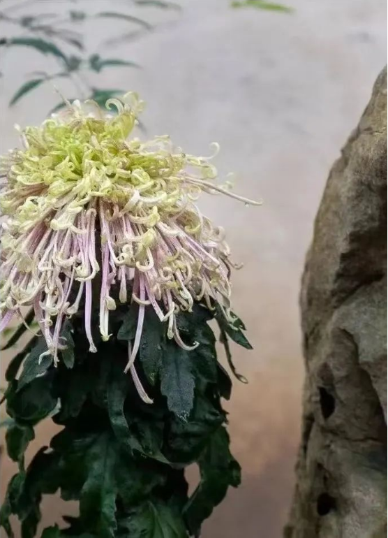 1672813635417150.png QQ圖片20230103140646.png