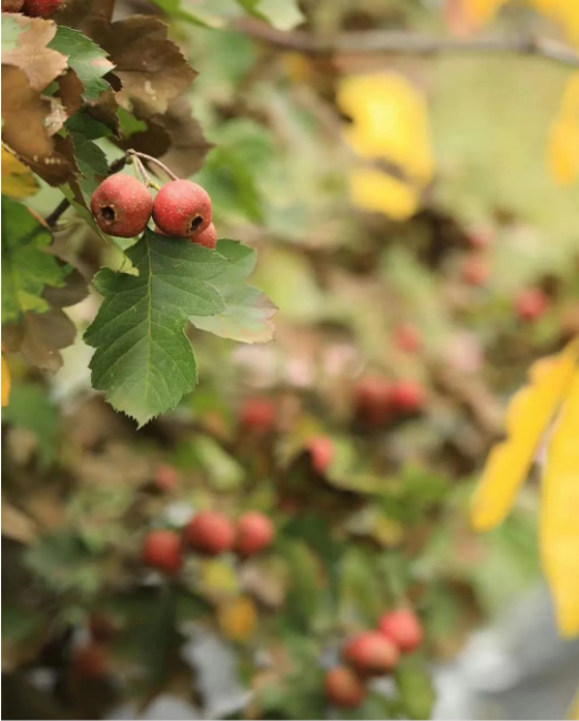 1698998144465173.png QQ圖片20231103154255.png