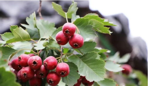 1698998185840324.png QQ圖片20231103154316.png