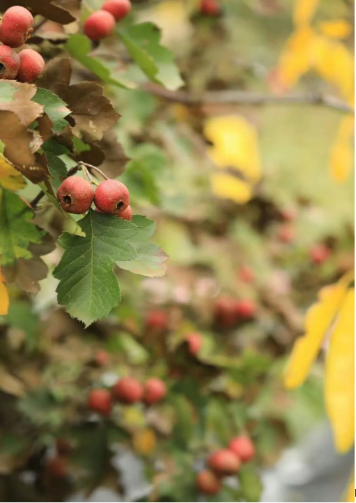 1698998303241408.png QQ圖片20231103154545.png