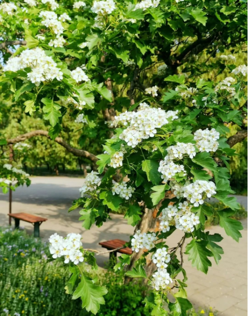 1698998311963567.png QQ圖片20231103154601.png