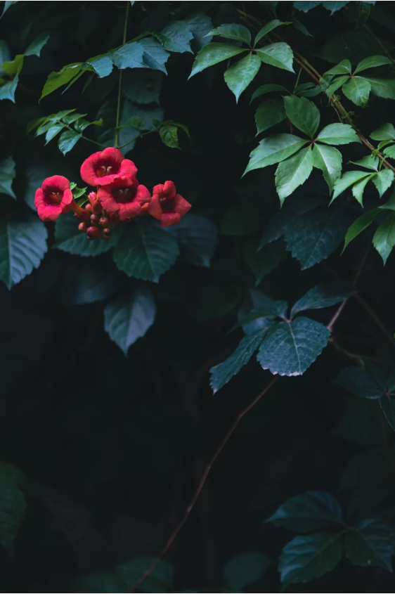 1699254243564878.png QQ圖片20231106145212.png