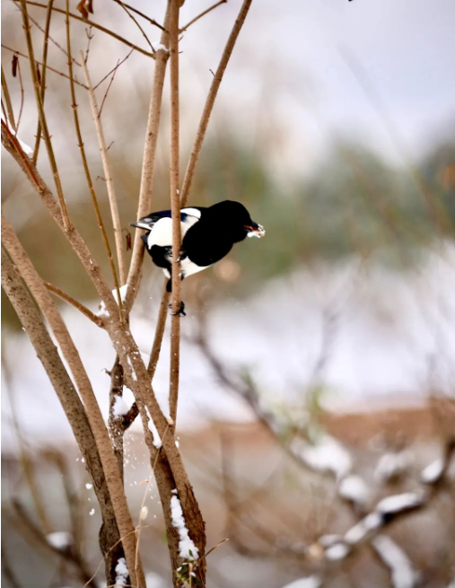 1705386039314820.png QQ圖片20240116141259.png