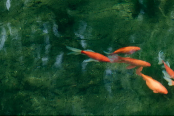 1714117865543190.png QQ圖片20240426154353.png