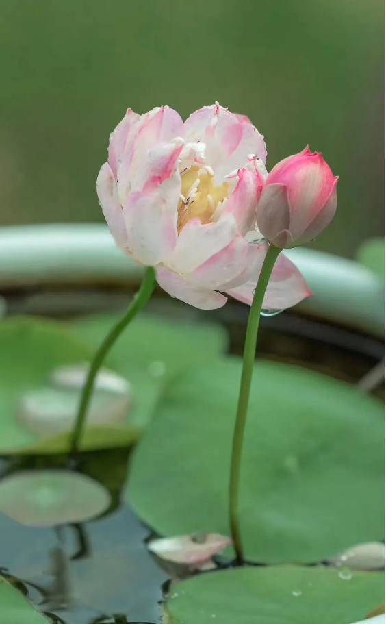 1718776139300921.png QQ圖片20240619134200.png